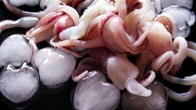 얼음 위 오징어, 군산 여름 제철 해산물