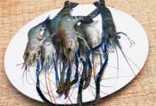 새우. 자료사진